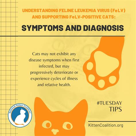 fe lv|Feline leukemia virus .